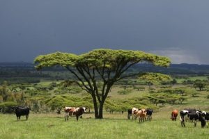 dairy farm uganda