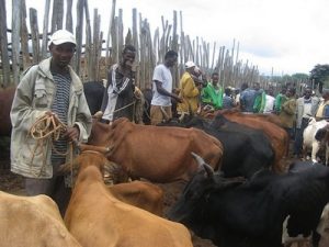 ethiopia livestock 