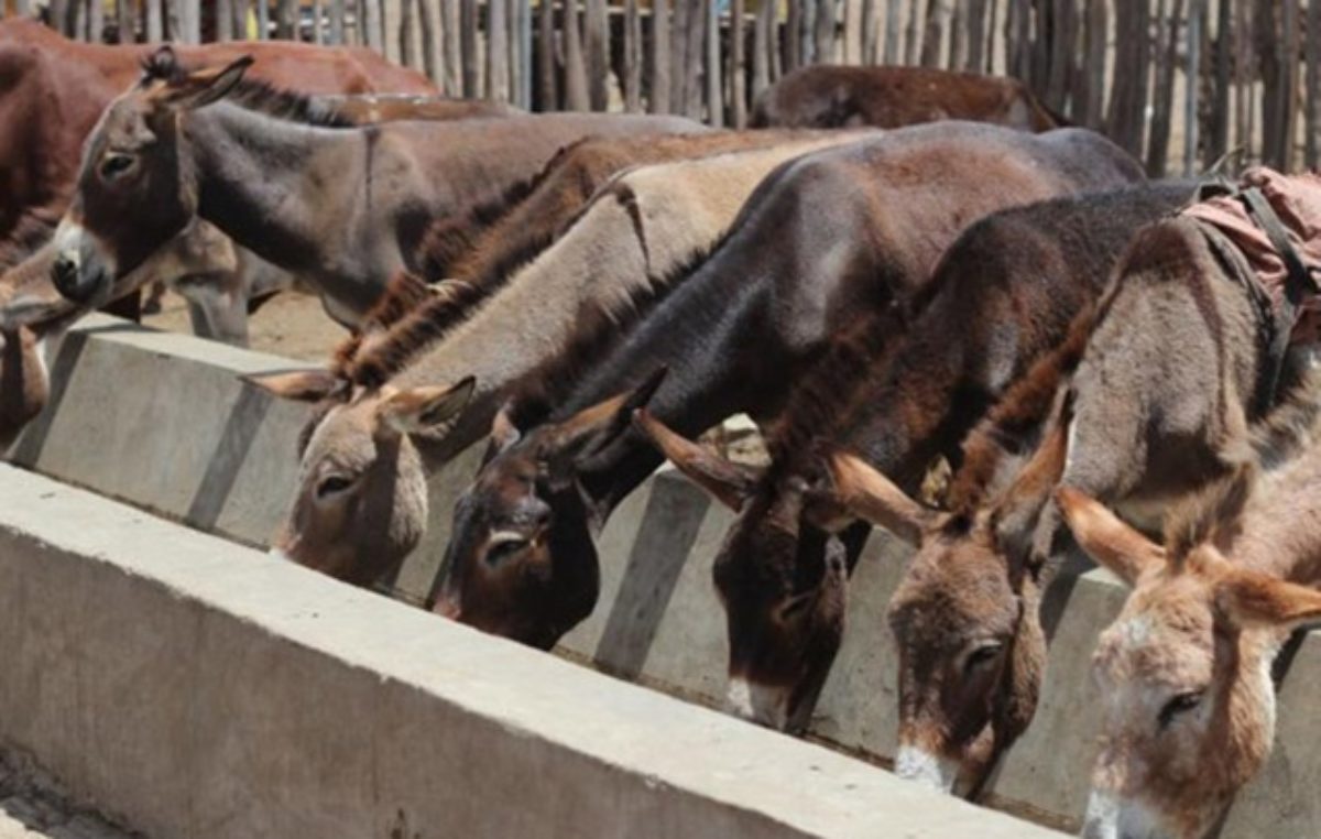 Chinese Investors Open Slaughterhouse to Export Donkey Meat from Ethiopia