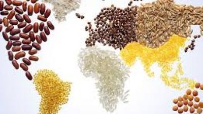 Rice Exports To Africa Reach New Heights