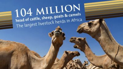 Ethiopia to export livestock to Egypt