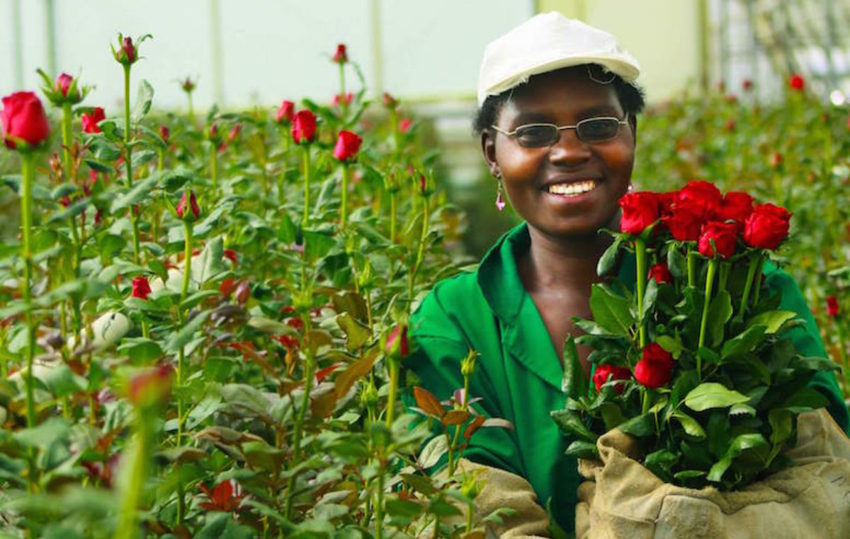 Kenya’s Blooming Flower Industry