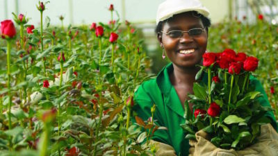 Kenya’s Blooming Flower Industry