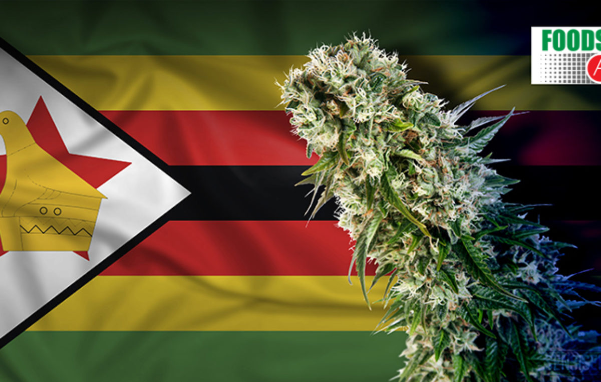 Cannabis Cultivation in Zimbabwe Attracts Investments